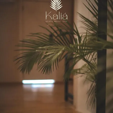 Kalia * シダ